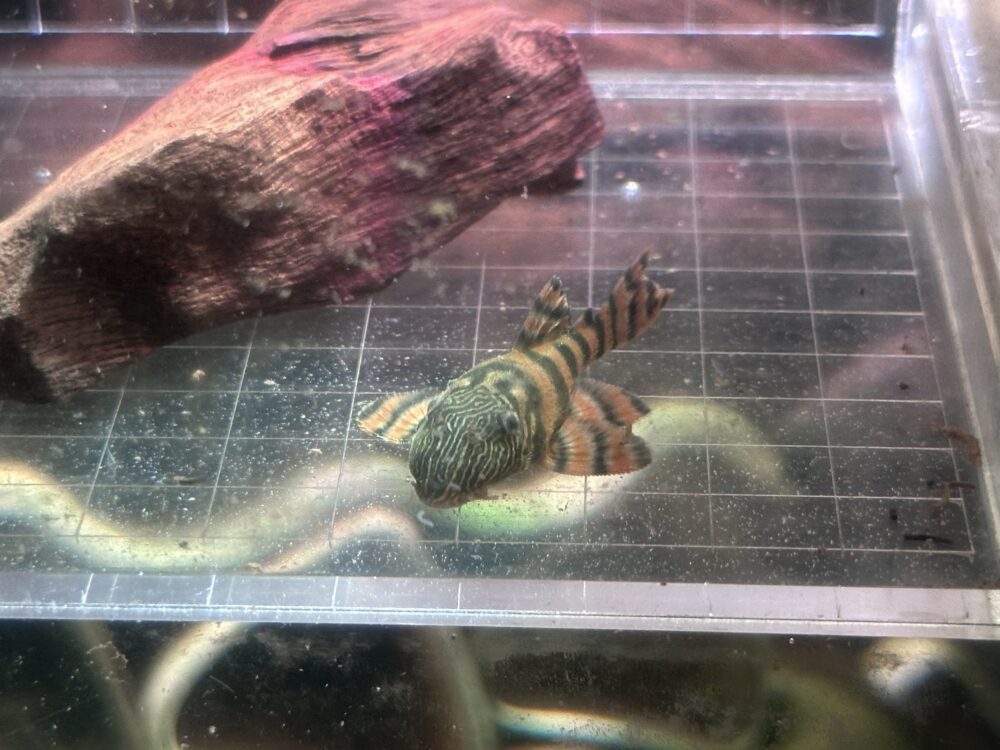 L397 Pleco - Image 2