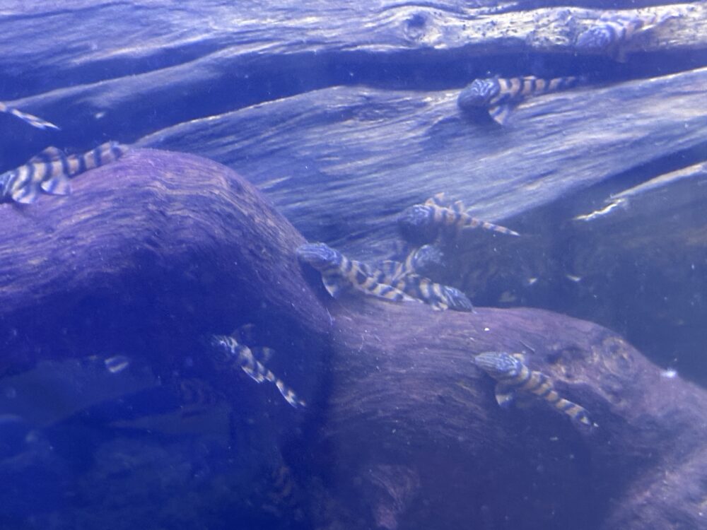 L397 Pleco - Image 4