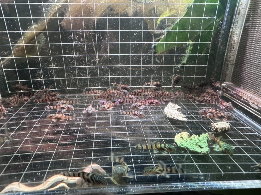 L397 Pleco - Image 5