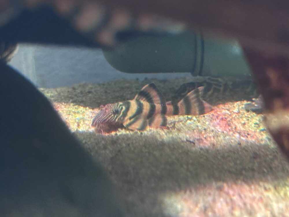 L397 Pleco - Image 3