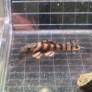 L397 Pleco Tangerine Tiger ปลาซัคเกอร์ลายเสือ มุมมองด้านข้างเต็มตัวบนตารางเทียบขนาด