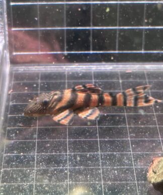 L397 Pleco Tangerine Tiger ปลาซัคเกอร์ลายเสือ มุมมองด้านข้างเต็มตัวบนตารางเทียบขนาด