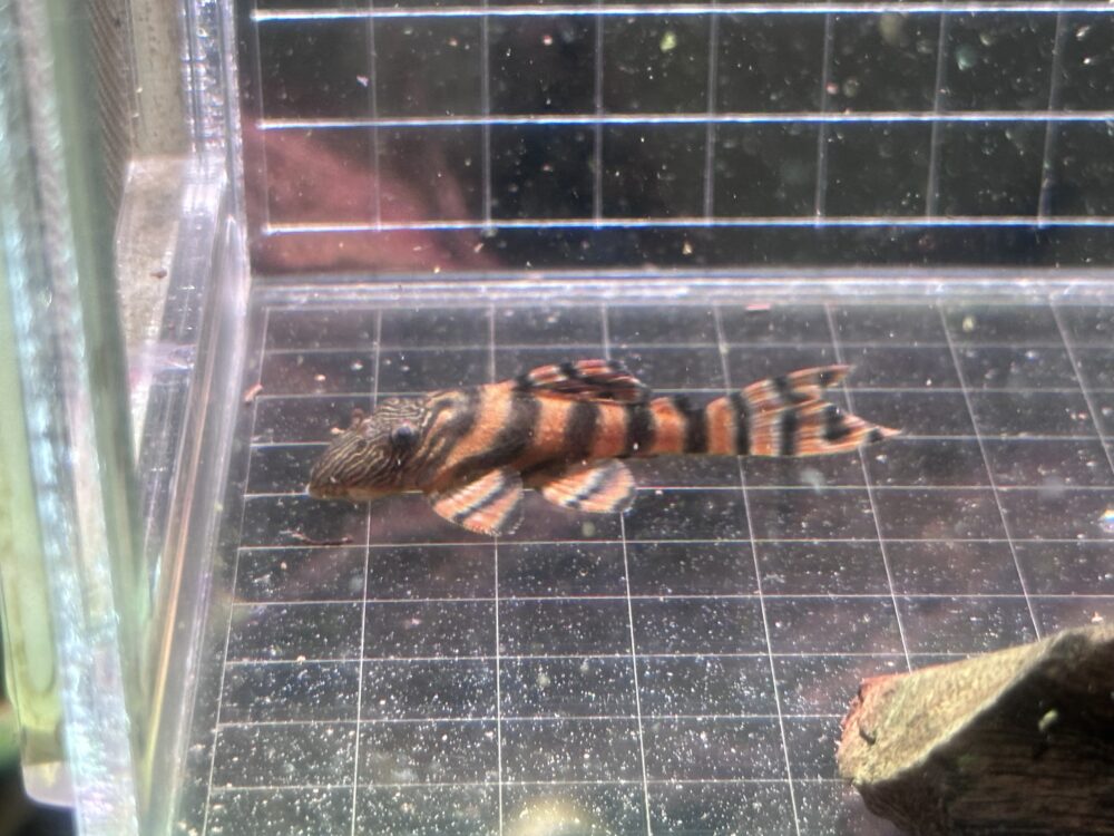 L397 Pleco Tangerine Tiger ปลาซัคเกอร์ลายเสือ มุมมองด้านข้างเต็มตัวบนตารางเทียบขนาด